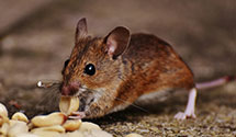 stored-grain-pest-management Experts in Vardaman